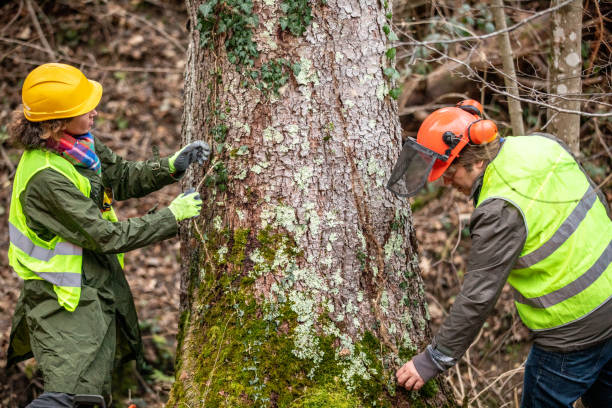 Seasonal Cleanup (Spring/Fall) in Brushy Creek, TX