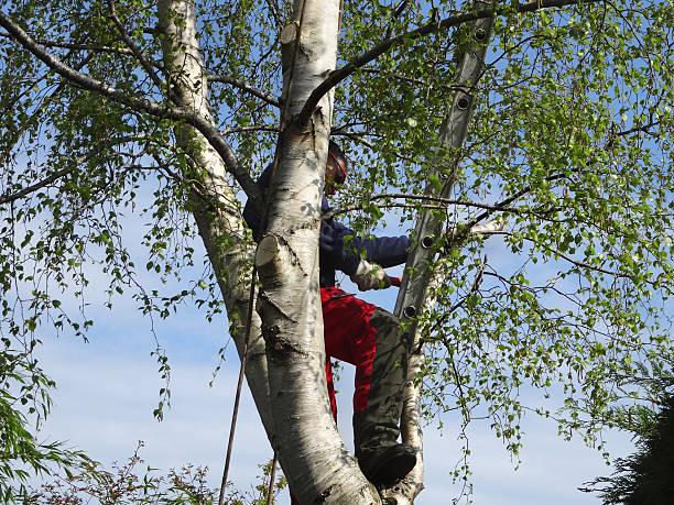 How Our Tree Care Process Works  in  Brushy Creek, TX