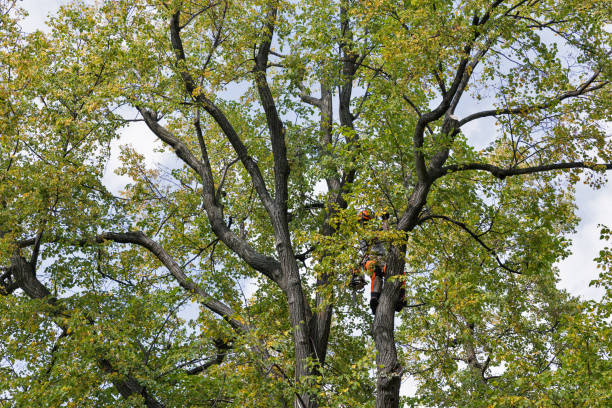 Reliable Brushy Creek, TX Tree Care Solutions